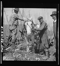 [Untitled photo, possibly related to: Spring pulpwood drive on the Brown Company timber holdings in Maine. This horse, which has hauled the lunch wagon near where the woodsmen are working, is one of a large group of intelligent, well-trained, and well-cared-for horses which in winter haul the wood over the snow from the place of cutting to the streams and roads]. Sourced from the Library of Congress.