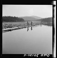 Spring pulpwood drive on the Brown Company timber holdings in Maine. Pikemen keep the logs moving into the sluiceway at Long Pond Dam. Sourced from the Library of Congress.