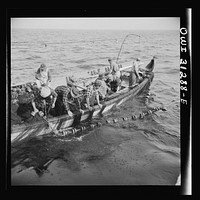 Gloucester, Massachusetts. Mackerel school leader outsmarted the skipper of the Alden, and swam below the fifteen fathom net to safety. The men pull their nets in and try again. Sourced from the Library of Congress.