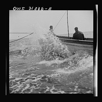 On board the fishing boat Alden, out of Gloucester, Massachusetts. Fishermen chasing a school of mackerel. Sourced from the Library of Congress.