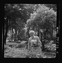 [Untitled photo, possibly related to: Oswego, New York. Man gardening]. Sourced from the Library of Congress.