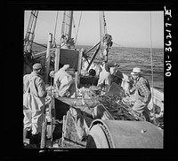 Gloucester, Massachusetts. Striking good fishing grounds, fishermen load their boat with rosefish. Only a thin slice from each side of the rosefish is useable as food. Fish meal and fish oil are made from the remaining parts. Sourced from the Library of Congress.