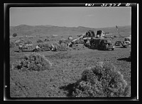 Salinas Valley, California. Harvesting guayule. Sourced from the Library of Congress.