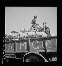 Catania, Sicily. The Allied military government supplies flour for the towns hardest hit by the war after all local sources have been exhausted. Sourced from the Library of Congress.