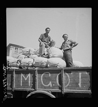 Catania, Sicily. The Allied military government supplies flour for the towns hardest hit by war after all local sources have been exhausted. Sourced from the Library of Congress.