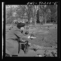 [Untitled photo, possibly related to: Washington, D.C. Feeding the pigeons in Lafayette Park. This woman has been bringing grain to the pigeons almost daily for thirteen years]. Sourced from the Library of Congress.