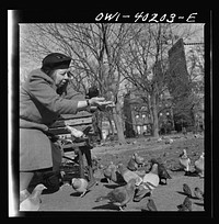 [Untitled photo, possibly related to: Washington, D.C. Feeding the pigeons in Lafayette Park. This woman has been bringing grain to the pigeons almost daily for thirteen years]. Sourced from the Library of Congress.