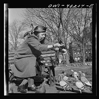 Washington, D.C. Feeding the pigeons in Lafayette Park. This woman has been bringing grain to the pigeons almost daily for thirteen years. Sourced from the Library of Congress.