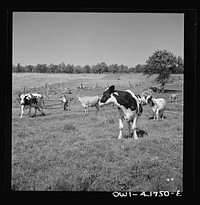 Southington, Connecticut. Orchards and farmland in the surroundings of Southington. Sourced from the Library of Congress.