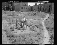 New York, New York. Victory gardening at Forest Hills, Queens. Sourced from the Library of Congress.