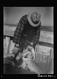 On board a fishing vessel out from Gloucester, Massachusetts. This is not the mouth of the fish; the gill cover has been opened and the fisherman is looking into the section occupied by gills. Some of the backbones are visible. Sourced from the Library of Congress.
