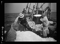 Gloucester, Massachusetts. Crew members throw overboard excess ice from "Old Glory's" hold. Fishermen allow a proporation of one ton of ice to three tons of fish. When the catch is unusally large, as on this trip, some ice is removed to make room for the fish. Sourced from the Library of Congress.