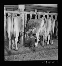 East Montpelier, Vermont. Conrad, age eleven, son of Charles Ormsbee, a member of the Capital City Boys 4-H club, who is raising a Jersey calf as his war project, helping his father at milking time. He knows how to use the automatic electric milker. Sourced from the Library of Congress.