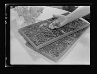 Dehydrated pencil pod beans still on dryer drawers. Sourced from the Library of Congress.