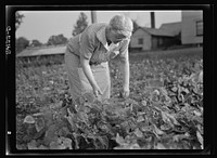 Mrs. Frank Rogers picking pencil pod beans which she will dry and store for later use. Sourced from the Library of Congress.