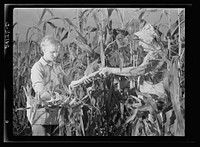 Mrs. Harry Mercer and neighbor Betty McClay, picking corn to be dried and stored for home use. Sourced from the Library of Congress.