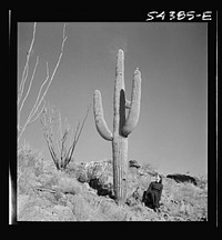[Untitled photo, possibly related to: Kingman (vicinity), Arizona. A scene in the desert mountain type of country in which tungsten ore is mined. Giant cactus, sage brush, and fouquiera (?) represent the vegetation of this area. The size of the cactus is illustrated by comparison with a lady and an automobile in the foreground]. Sourced from the Library of Congress.