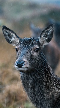 Animal mobile wallpaper background, deer at the Glen Etive, Scotland