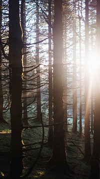 Nature phone wallpaper background, sunlight beaming through the woods of Whinlatter Forest at the Lake District in England