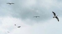 Animal desktop wallpaper background, flock of arctic terns flying in the sky