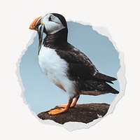 Atlantic puffin bird ripped paper badge, animal photo
