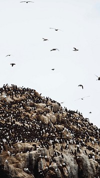 Animal phone wallpaper background, flock of guillemots on the Farne Islands in Northumberland, England