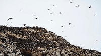 Animal desktop wallpaper background, flock of guillemots on the Farne Islands in Northumberland, England