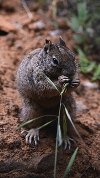 Animal mobile wallpaper background, squirrel eating grass on the dirt