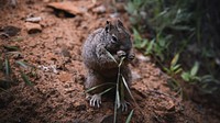 Animal desktop wallpaper background, squirrel eating grass on the dirt