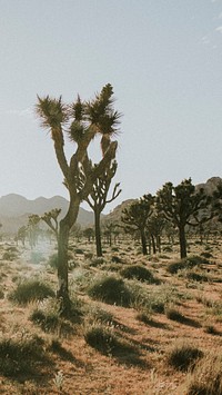 Nature phone wallpaper background, rugged terrain in the Californian desert