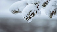 Winter desktop wallpaper background, snowy trees in Riisitunturi National Park, Finland