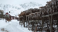 Winter desktop wallpaper background, cod fish drying on a scaffold in Lofoten, Norway