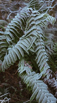 Nature mobile wallpaper background, fern leaves covered with frost at Buachaille Etive Mor