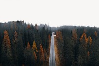 Forest road collage element, off white design psd