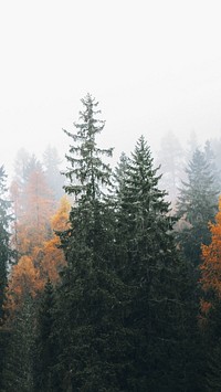 Nature iPhone wallpaper background, autumn in a foggy Dolomites valley, Italy