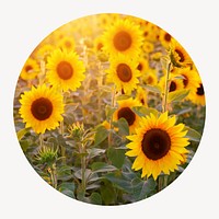 Sunflower field circle shape badge, Spring photo