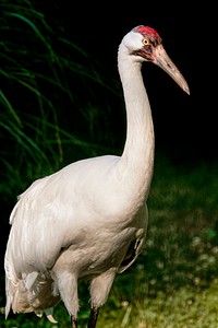 Whooping Crane (2011) by Smithsonian Institution. Original from Smithsonian&#39;s National Zoo. Digitally enhanced by rawpixel.