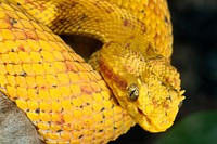 Eyelash Palm Pitviper (2011) by Smithsonian Institution. Original from Smithsonian's National Zoo. Digitally enhanced by rawpixel.