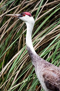 Hooded crane (2016) by Chris Crowe. Original from Smithsonian&#39;s National Zoo. Digitally enhanced by rawpixel.