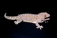 Tokay Gecko (1991) by Smithsonian Institution. Original from Smithsonian's National Zoo. Digitally enhanced by rawpixel.