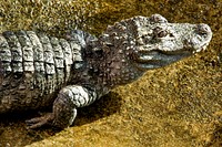 Chinese Alligator (2004) by Smithsonian Institution. Original from Smithsonian&#39;s National Zoo. Digitally enhanced by rawpixel.