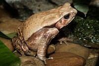 Smooth-sided Toad (2005). Original from Smithsonian&#39;s National Zoo. Digitally enhanced by rawpixel.
