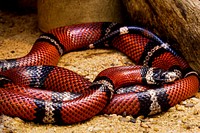 Sinaloan Milksnake (2005) by Smithsonian Institution. Original from Smithsonian's National Zoo. Digitally enhanced by rawpixel.