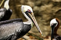 Brown Pelican (2007) by Smithsonian Institution. Original from Smithsonian&#39;s National Zoo. Digitally enhanced by rawpixel.