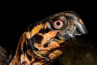 Eastern Box Turtle (2008) by Smithsonian Institution. Original from Smithsonian's National Zoo. Digitally enhanced by rawpixel.