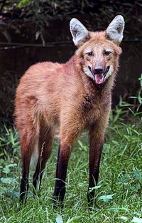Maned Wolf (2016) by Gil Myers. Original from Smithsonian&#39;s National Zoo. Digitally enhanced by rawpixel.