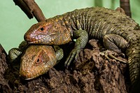 Caiman Lizard (2018) by Jim Jenkins. Original from Smithsonian's National Zoo. Digitally enhanced by rawpixel.