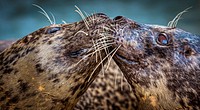 Harbor Seal (2013). Original from Smithsonian&#39;s National Zoo. Digitally enhanced by rawpixel.
