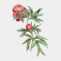 Vintage peony sticker, floral illustration, classic design element vector