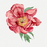 Vintage peony sticker, floral illustration, classic design element psd